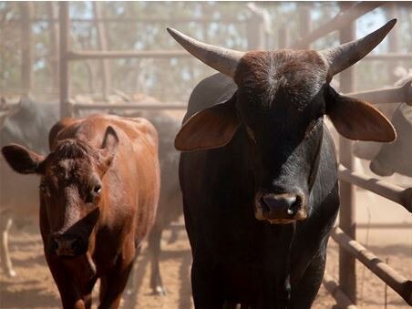 Police believe a "significant" number of shorthorn cattle have been stolen from outback QLD. Picture: Supplied/QPS