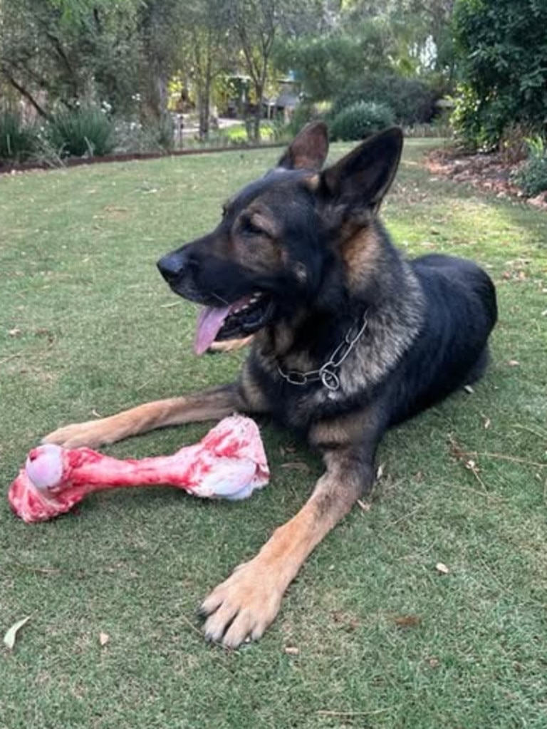 PD Rusty has hung up his Sabre vest for some well-deserved rest. Picture: SA Police.