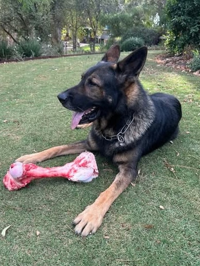 PD Rusty has hung up his Sabre vest for some well-deserved rest. Picture: SA Police.