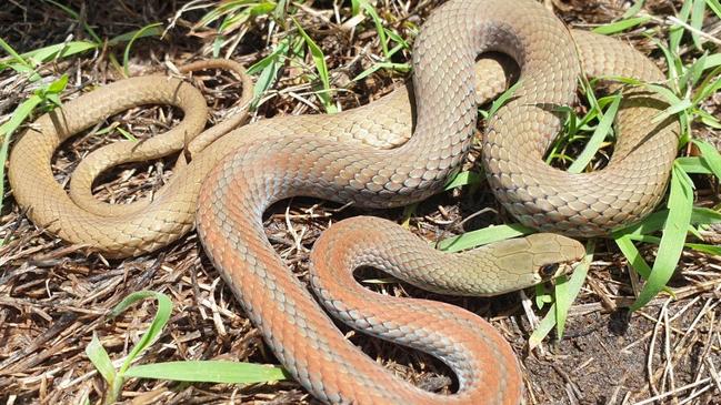 Special delivery. A mildly venomous whip snake which made a temporary home in a Griffin letterbox.