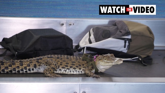 Sniffer Crocs at Darwin International Airport