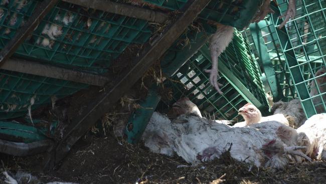 Hundreds of chickens were killed or injured when a truck carting them rolled at the top of the Toowoomba Range at about 10.40am, November 21.