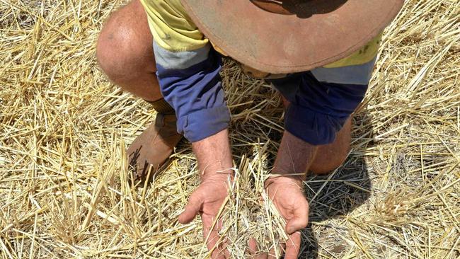 WE NEED RAIN: Benair peanut grower Trevor Campbell said the season had been one of the worst farmers had seen in recent times. Picture: Rhiannon Tuffield