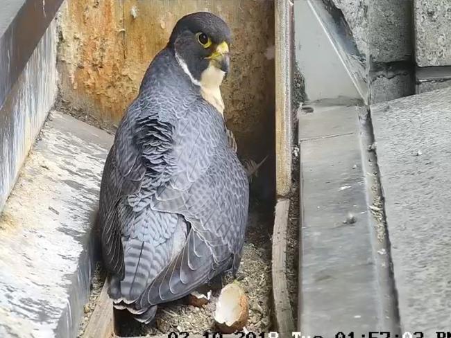 A peregrine falcon after three chicks hatched 33 floors up on 367 Collins st Melbourne.