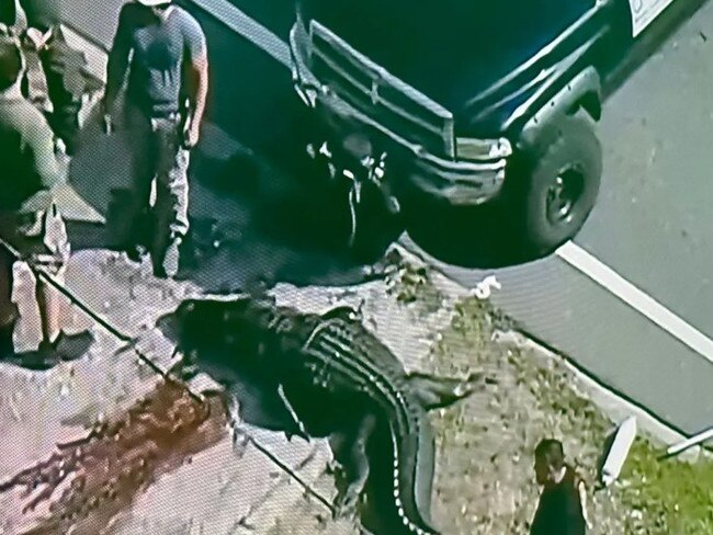 A massive alligator was pulled from a canal along with the lifeless body of a human. Picture: Twitter: Holly Gregory