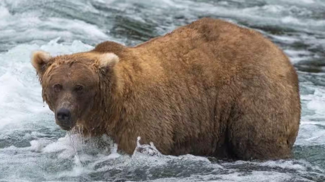 The female brown bear known as 128 Grazer was declared winner of Fat Bear Week 2023 in Alaska. Source: supplied/Katmai National Park/Instagram