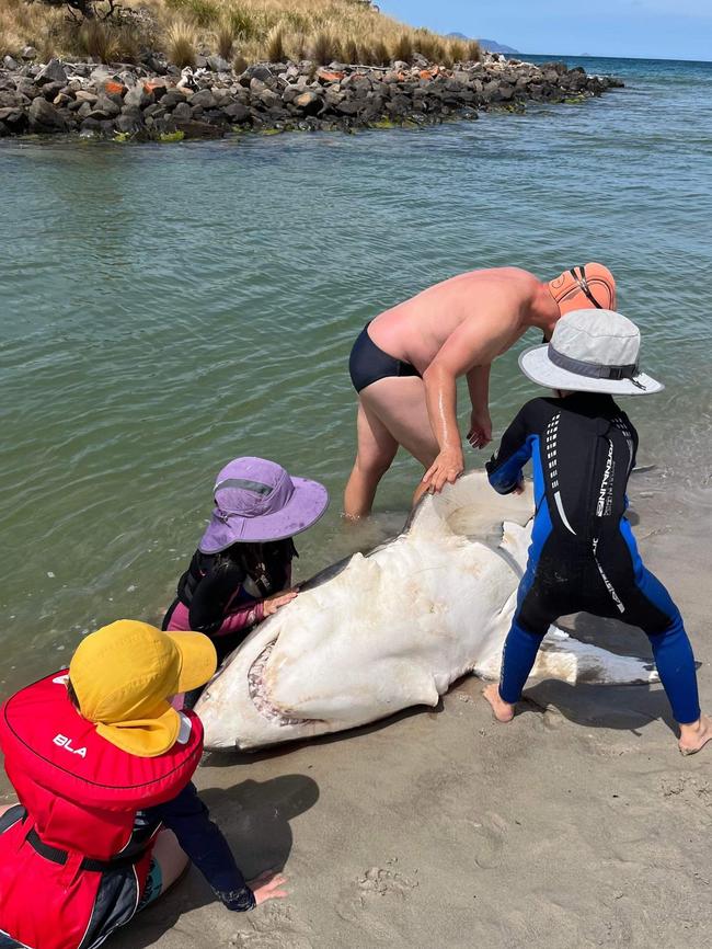 Andrew Hughes with the Great White shark he found near the mouth of the Buxton River