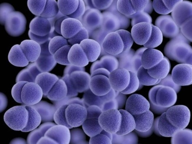 The staphylococcus aureus bacteria.