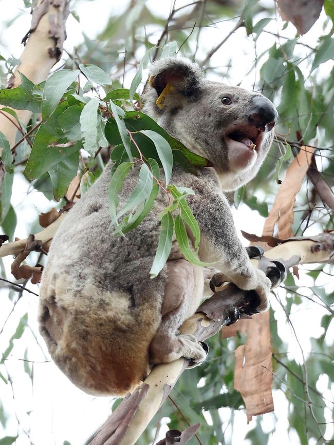 If caring for koalas is part of your day job you probably work foe the environment department. Picture: Liam Kidston