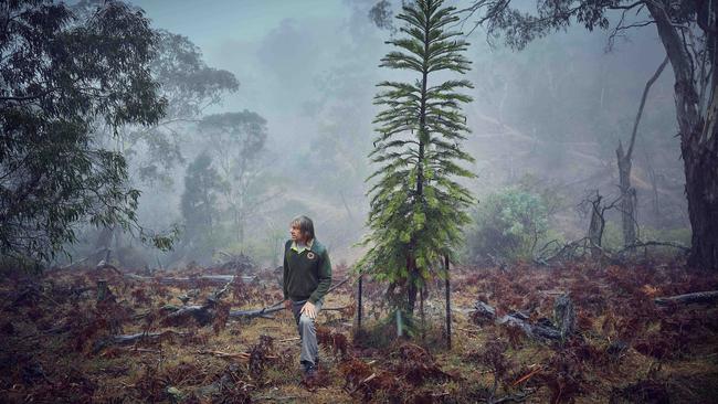 David Noble with a Wollemi pine. Picture: Nick Cubbin