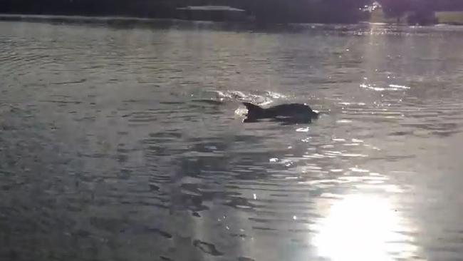 A dolphin in Parramatta River at Putney in 2015. Picture: Rodney Harrison