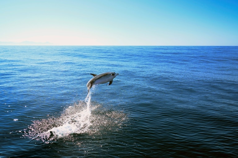 Dolphins flash friendly grins when they’re ready to play