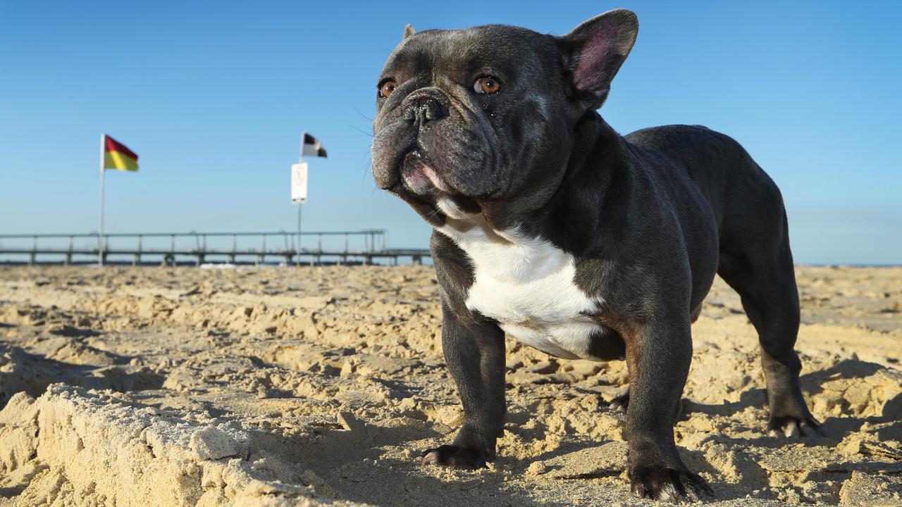 Biggest sales french bulldog