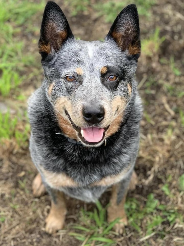 Tasmanian’s cutest dogs 2023 | The Mercury