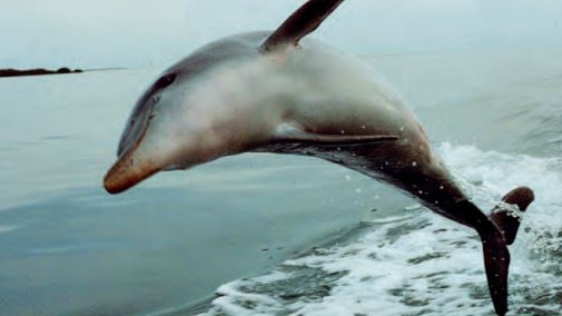 Melody: “Jock, like other dolphins I’d seen, seemed to enjoy leaping in waves created by boats. While most dolphins jump and play in bow waves at the front of boats, Jock appeared to prefer springing up in the frothy wake behind the research boat”. Photo: Martin Jacka