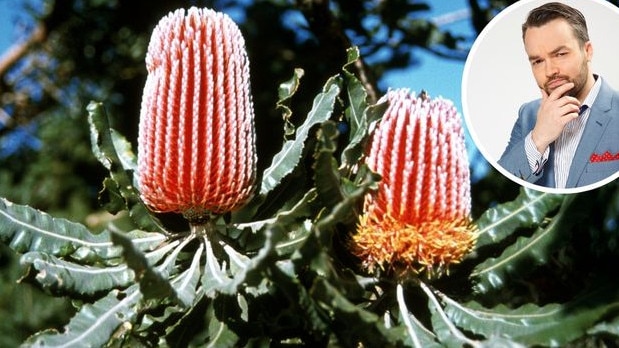 Brydon Coverdale and banksia flower