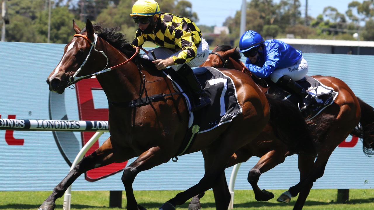 Boom colt Remarque was one of seven heat winners for Team Hawkes at the Rosehill trials on Friday morning. Photo: Grant Guy