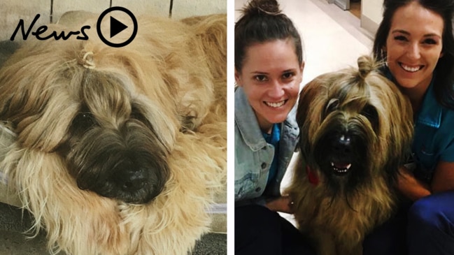 Incredible transformation: How this damaged rescue dog now changes lives