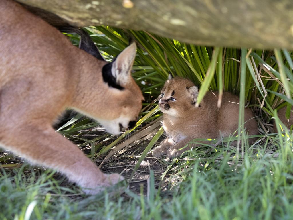 Wildcats Rare Caracal Kittens Born At The Wild Cat Conservation Centre