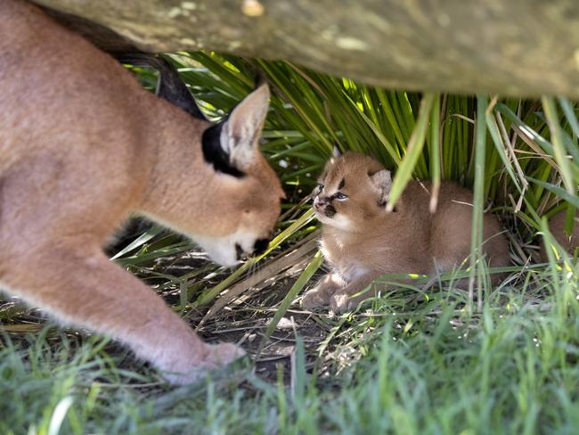 Mum Kaia checks in on one of her kittens. Picture: Gregg Porteous