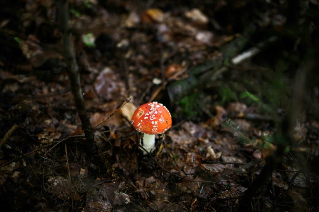 Picky protection rules hamper Swiss mushrooming craze