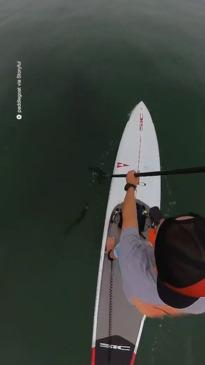 Paddleboarder shocked after seeing shark