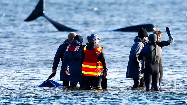 Exhausted whale rescuers after at the end of a long day trying to save some of the 270 or so pilot whales that became stranded at Macquarie Heads a Strahan. Picture: PATRICK GEE