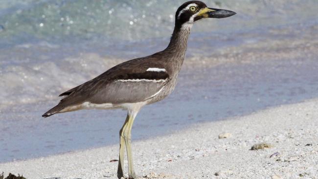 Changes at Atherton Drive Reserve aim to protect the critically endangered beach stone-curlew and other vulnerable birds. It’s estimated there’s less than 15 breeding pairs left statewide.