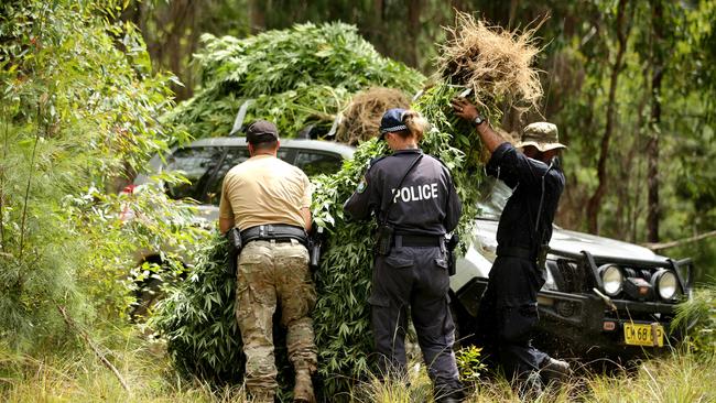 Police working together to remove the plants. Picture: Nathan Edwards