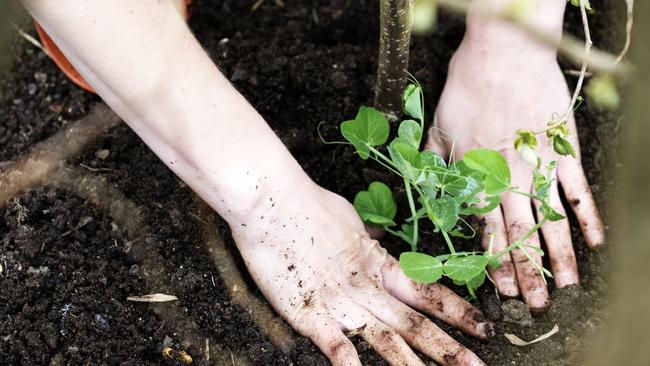 Planting out - Stock Image