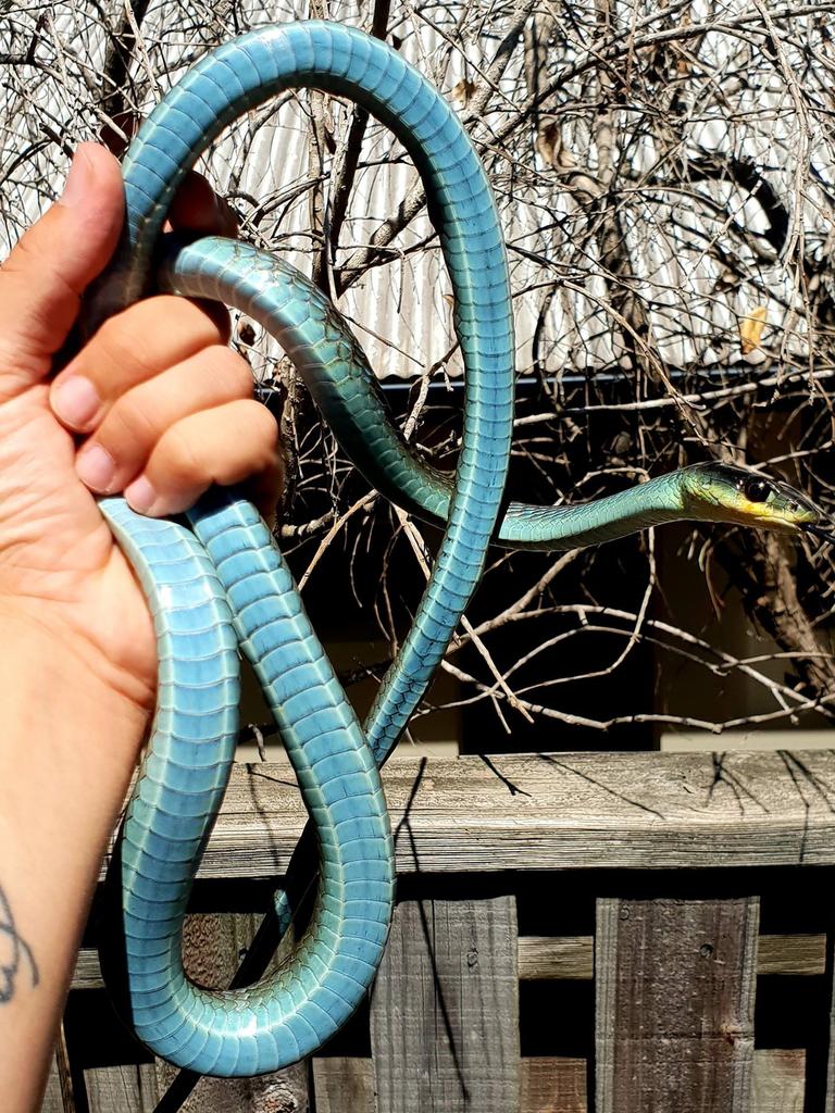 Blue phase common tree snake from Coomera. Gold Coast and Brisbane Snake Catcher Tony Harrison's best photos. Photo: Gold Coast and Brisbane Snake Catcher