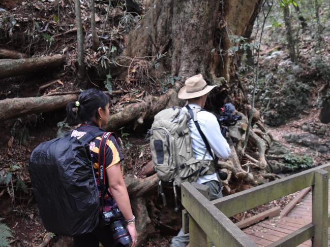 Bunya Mountains National Park.