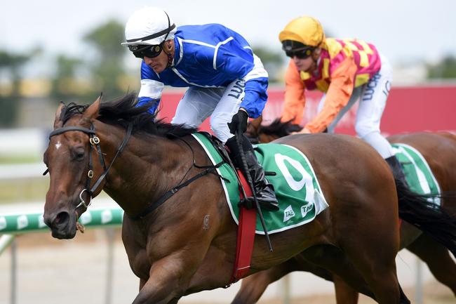 Jockey Dan Griffin rode Ligreb to victory in Saturday’s Maiden Handicap (1100m) at the Gold Coast. Picture: Steve Holland.