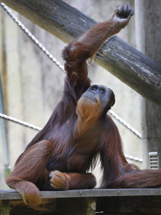 Malu shows off his muscles, which he hopes to build up in a planned gym. Picture: David Caird