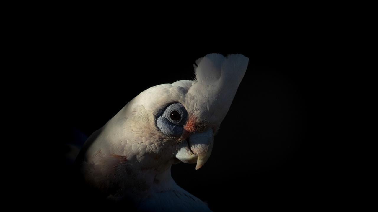 IN THE LIGHT Lea Scaddan, Western Australia LITTLE CORELLA, CACATUA SANGUINEA Perth, Western Australia