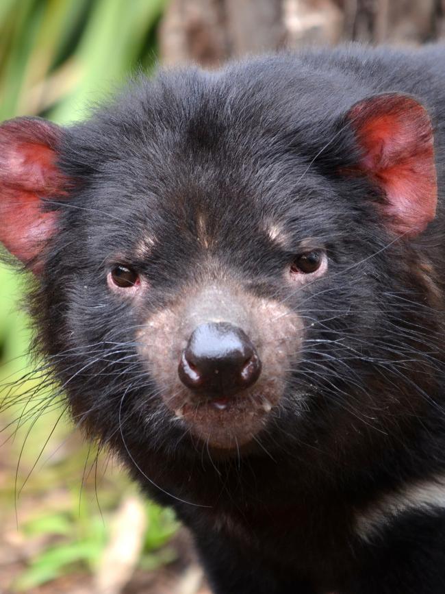 Tasmanian devil. Picture: Chris Fithall