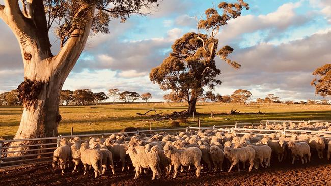 Sheep at Red Creek, Keyneton. Picture: Supplied