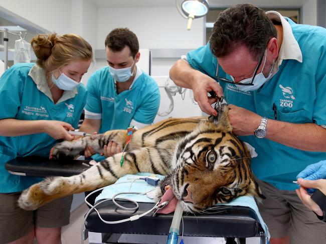 Tigress Jumilah’s tooth extraction a roaring success