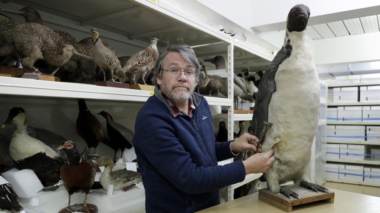 Dr Paul Scofield holds one of the fossilised bones from the monster penguin next to a similar bone from an emperor penguin. Picture: AP