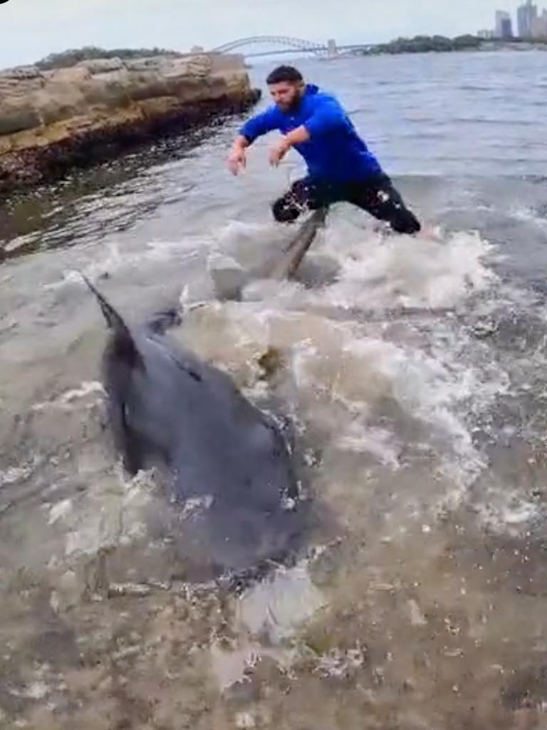 The men struggled to pull the shark back out into the water to release it. Picture: TikTok / @huss_fish