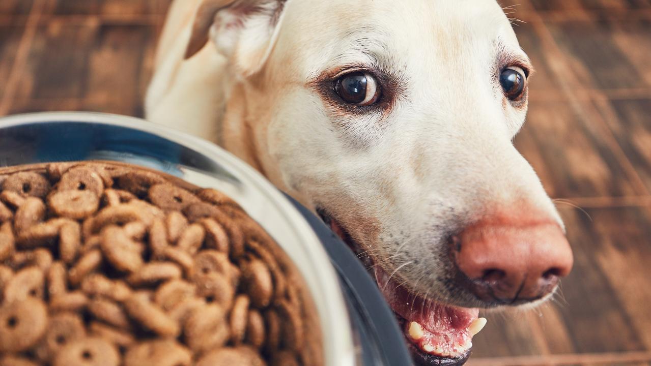 ISTOCK: Domestic life with pet. Feeding hungry labrador retriever. The owner gives his dog a bowl of granules.