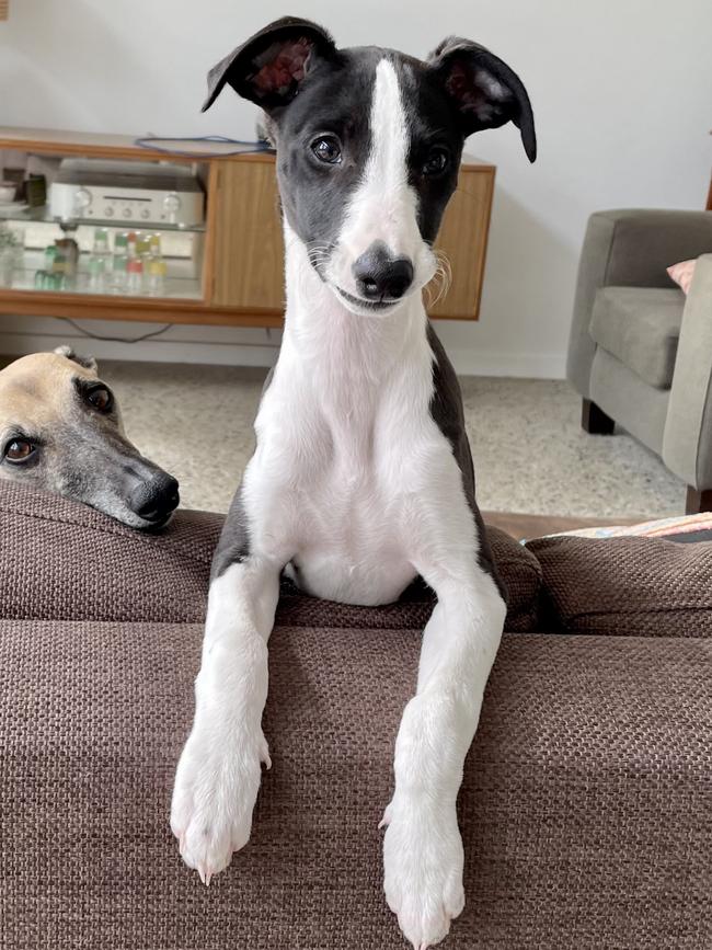 Amelia May (Millie), sent in by Linda Hunt, Clarence Park.