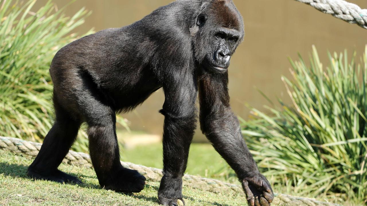 A gorilla resident at Mogo Wildlife Park, Batemans Bay, NSW. Picture: Tim Hunter