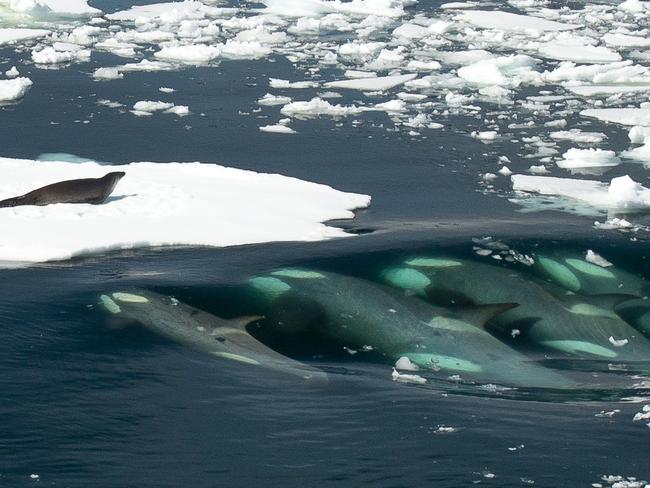 orca hunting seals