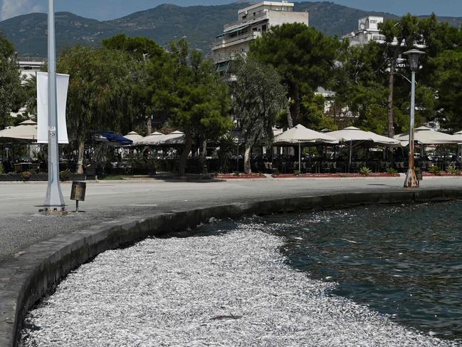 People look at dead fish floating in the waters of the port of Volos, central Greece, on August 28, 2024. Nearly a year after catastrophic floods in the Thessaly region of central Greece, tons of dead fish have been washed into the Gulf of Volos, about 170 km north of Athens. The dead fish, experts say, came from Lake Karla, which was drained in 1962 to combat malaria and grew three times its normal size after the floods. (Photo by Sakis MITROLIDIS / AFP)