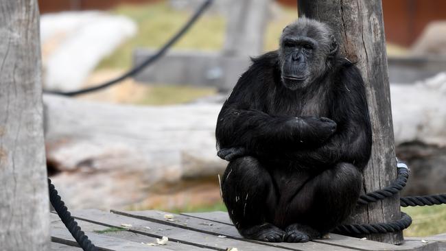 Chimpanzees are thought to be rock music fans. Picture: AAP