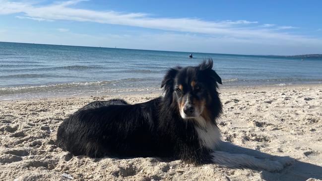 Extensive searches with pet detectives, drones and tracker dogs have been used to help find beloved missing dog Odi. Picture: Supplied