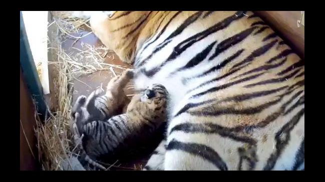 Two female tiger cubs born at Dreamworld, Gold Coast