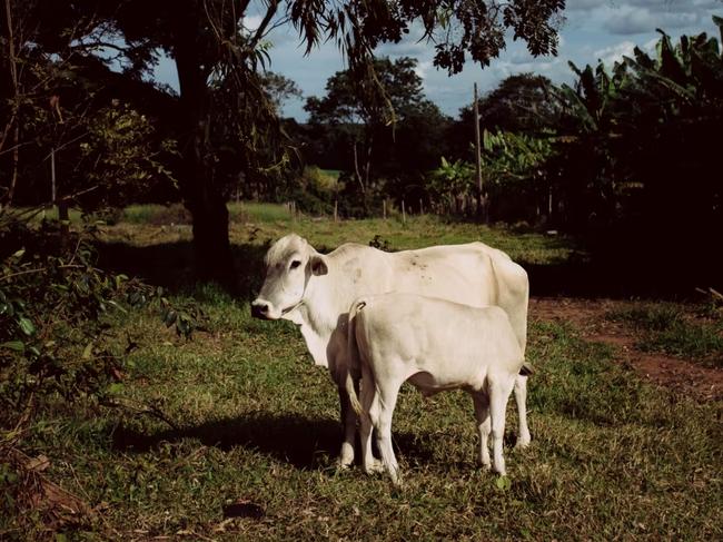 Oxgall’s José de Oliveira is shown in his office in the center-west state of Goiás. Photographs by Fábio Setti for WSJ