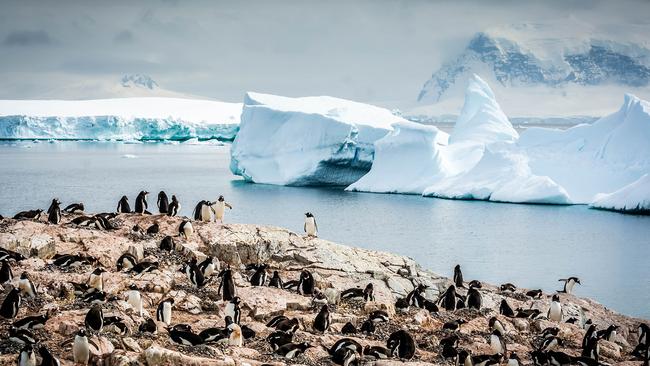 Antarctica cruises: When to go and when to book | escape.com.au